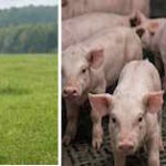kalb-schwein
